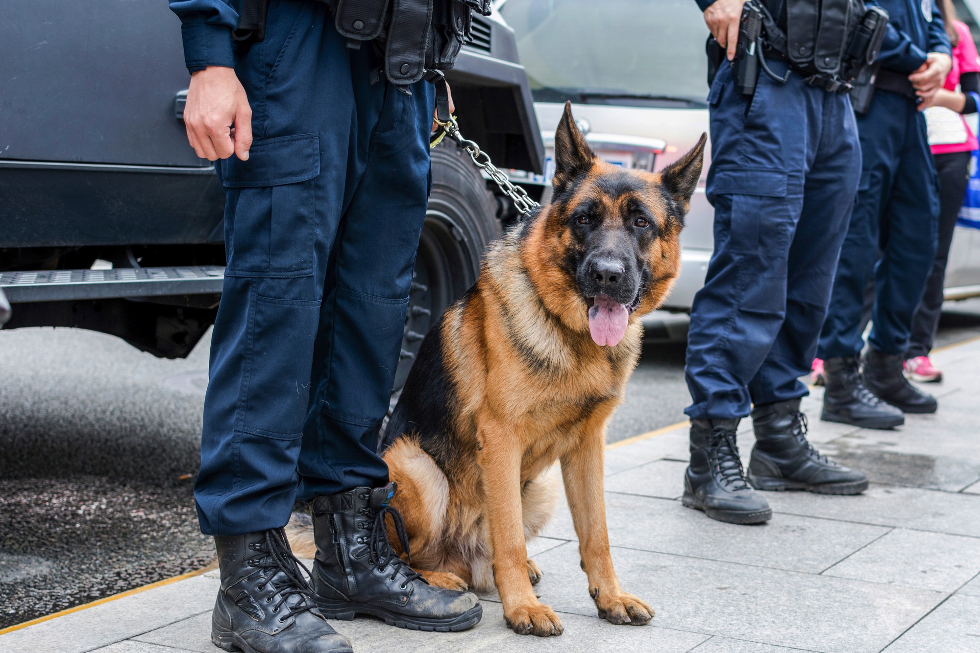 Armed Officers With German Shepherd K9 Unit